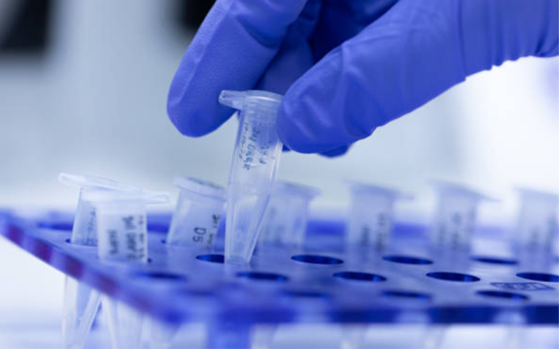 PCR, A technique used to amplify, or make many copies of, a specific target region of DNA.