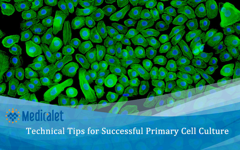 Technical Tips for Successful Primary Cell Culture